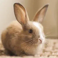 خرگوش پیدا شده