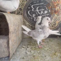 کفت|پرنده|فولادشهر, زاینده رود|دیوار