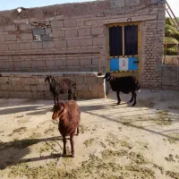 ۳تا بره ماده