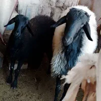 بره شال 18ماهه|حیوانات مزرعه|میبد, |دیوار