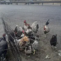 مرغ وخروس محلی اصل بوقلمون|حیوانات مزرعه|شیراز, قلات|دیوار