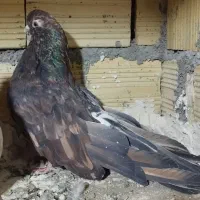 کفتر نوک ریز سرور