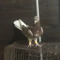 کبوتر رنگی دوری شرت میدم