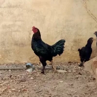 مرندقره سی|حیوانات مزرعه|مرند, |دیوار