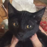 گربه