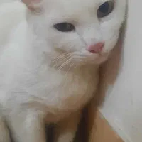 واگذاری گربه ترکیش|گربه|ورامین, ورامین|دیوار