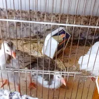 مرغ‌وخروس‌مینیاتوری‌ومرغ‌خاشدار|حیوانات مزرعه|قم, شهید صیاد شیرازی|دیوار