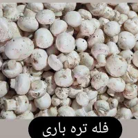 قارچ (از تولید به مصرف)|عمدهفروشی|فردیس, منظریه|دیوار