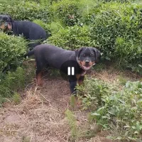 سگ روت|سگ|کوهسار (البرز), |دیوار