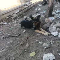 سگ ژرمن اصل پلیسی