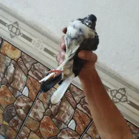 کبوتر|پرنده|بندر ترکمن, |دیوار