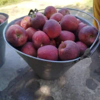 سیب قرمزوزرد|عمده‌فروشی|بروجرد, |دیوار