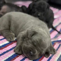 سگ کنکورسو ماستیف