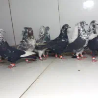 دسته ۲۱ پرشی سوسکی