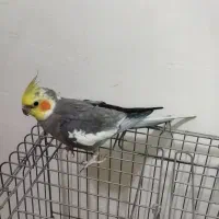 عروس هلندی سینامون نر|پرنده|رشت, پیرکلاچای|دیوار