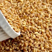 فروش گندم درجه یک