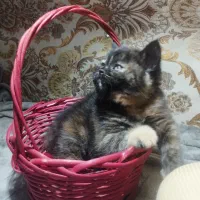 واگذاری گربه بریتیش