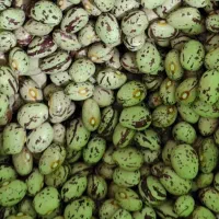 لوبیا‌چیتی‌تازه درجه‌یک،زنجان