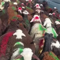 بازار دام ، گوسفند قلم آبی وپلاک سلامت دار