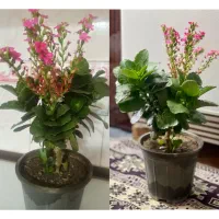 گلهای طبیعی خانگی شاداب