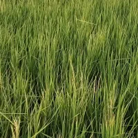 شالی دمسیاه قلم درشت