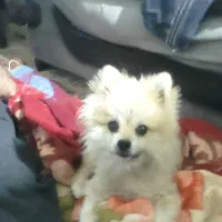 گمشده پامرین|حیوانات|قرچک, صالح آباد|دیوار