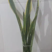 گل و گیاه|گل و گیاه طبیعی|اصفهان, شاهد|دیوار