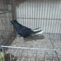 کفتر دم‌ سفید ۱۵پردم