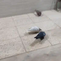 فروش فوری کبوترفیت|پرنده|سامان, |دیوار