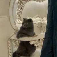 گربه اسکاتیش فولد ماده|گربه|گرگان, |دیوار