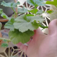 فروش تعدادی گل آپارتمانی|گل و گیاه طبیعی|شاهینشهر, عطار|دیوار