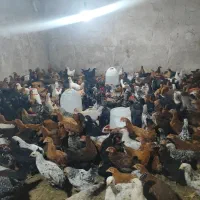 نیمچه مرغ|حیوانات مزرعه|گتوند, |دیوار