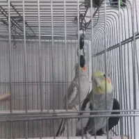 چهار عدد‌عروس هلندی اهلی آواز خوان نر و ماده