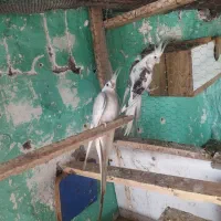 عروس هلندی وایت باتخم جوجه