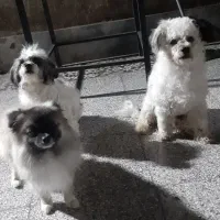 سگ ۳ عدد|سگ|هشتگرد, شهرک کوثر|دیوار