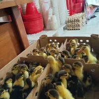 جوجه اردک اسرایلی و روسی و ماندرین ‌وخارجی