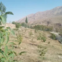 باغ
