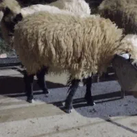 بره ماده