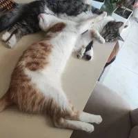 واگذاری رایگان