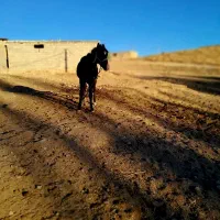 کره اسب فروشی