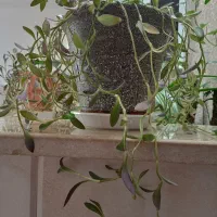 گل طبیعی|گل و گیاه طبیعی|اردکان, |دیوار