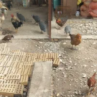 سلام جوجه محلی وشاخدار دار کسی خاست درخدمت|حیوانات مزرعه|رامیان, |دیوار