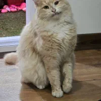 واگذاری گربه