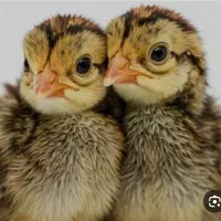 جوجه بلدرچین 3 روزه