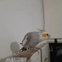 عروس هلندی|پرنده|تربت جام, المهدی|دیوار