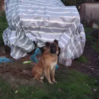 سگ ژرمن میکس سرابی