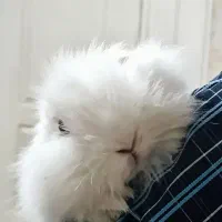 خرگوش لوپ چشم آبی