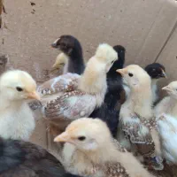 جوجه محلی کاکلی یک ماهه|حیوانات مزرعه|سیاهکل, |دیوار