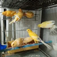 قناری نر رسمی بلند|پرنده|قزوین, |دیوار