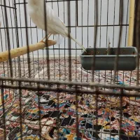 قناری رسمی بلندماده